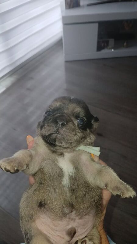 Pug puppies for sale in Hurlford, Ayrshire and Arran – 2 weeks old