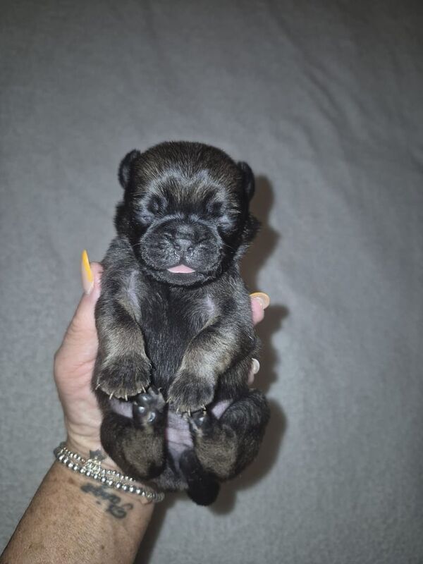 Pug puppies for sale in Hurlford, Ayrshire and Arran – 2 weeks old - Image 2 of 3