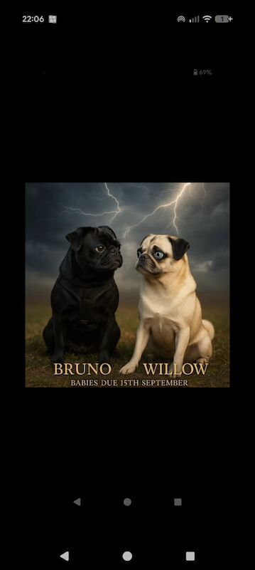 Pug puppies for sale in Irvine, Ayrshire and Arran – KC registered, 4 weeks old