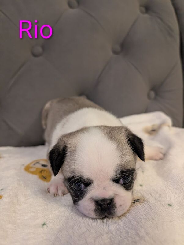 Pug puppies for sale in Irvine, Ayrshire and Arran – KC registered, 4 weeks old - Image 2 of 3