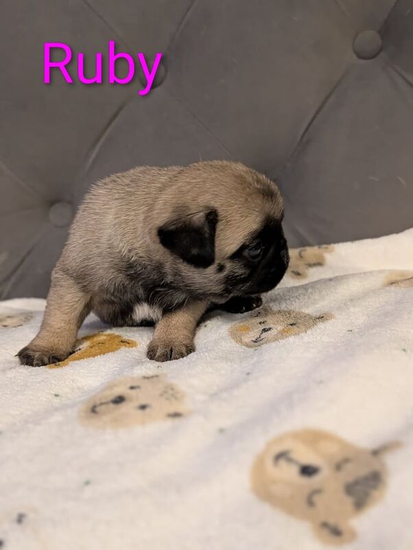 Pug puppies for sale in Irvine, Ayrshire and Arran – KC registered, 4 weeks old - Image 3 of 3
