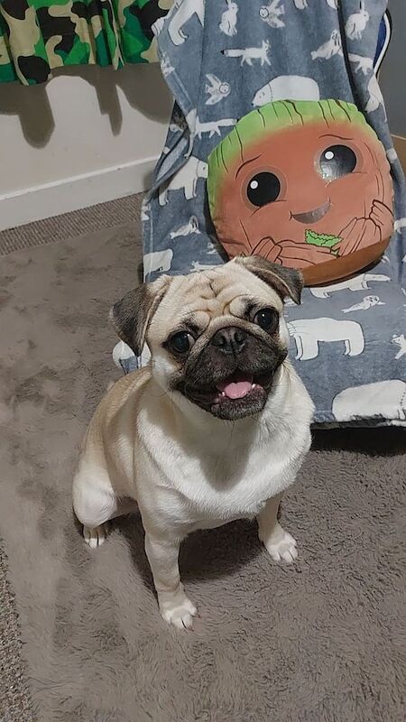 Pug puppies for sale in Bonnington, City of Edinburgh – KC registered, 10 weeks old - Image 2 of 4