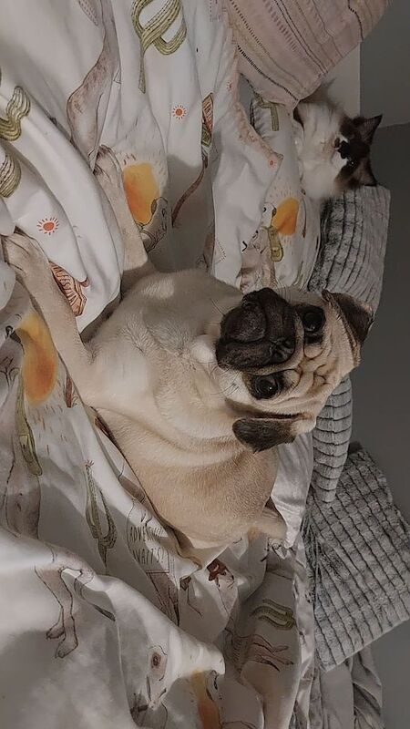 Pug puppies for sale in Bonnington, City of Edinburgh – KC registered, 10 weeks old - Image 3 of 4