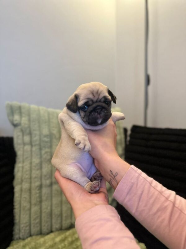 Pug puppies for sale in Bonnington, City of Edinburgh – KC registered, 10 weeks old - Image 4 of 4