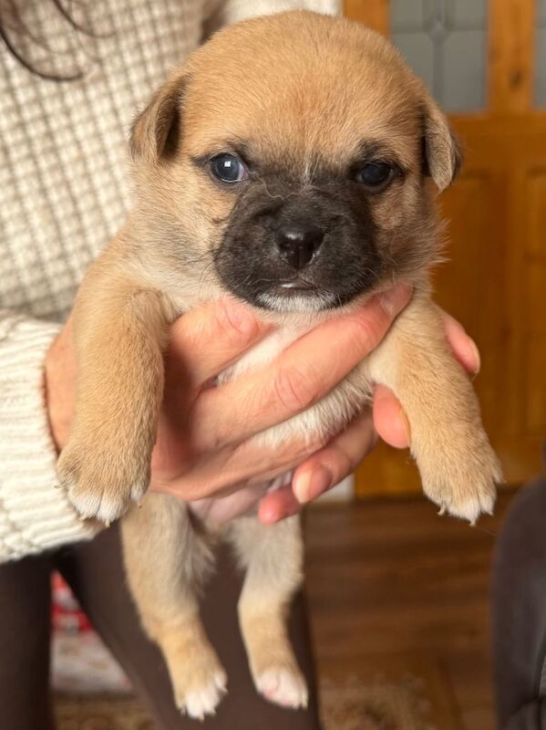 Pug puppies for sale in Merthyr Tydfil / Merthyr Tudful, Mid Glamorgan – 3 weeks old