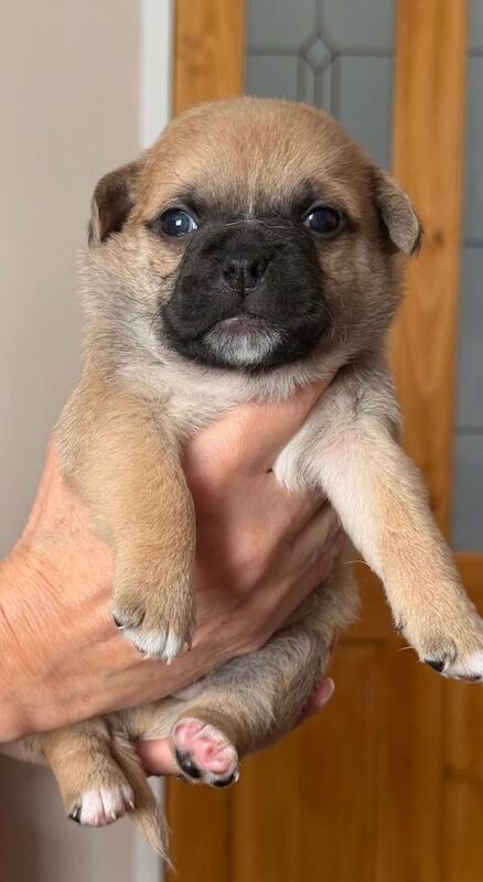 Pug puppies for sale in Merthyr Tydfil / Merthyr Tudful, Mid Glamorgan – 3 weeks old - Image 4 of 4