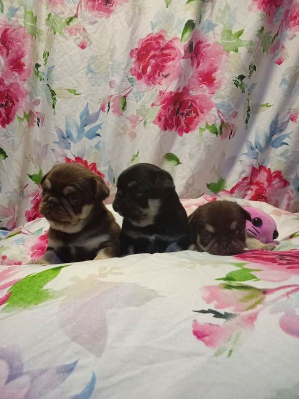 Pug puppies for sale in Chertsey, Surrey – 6 weeks old