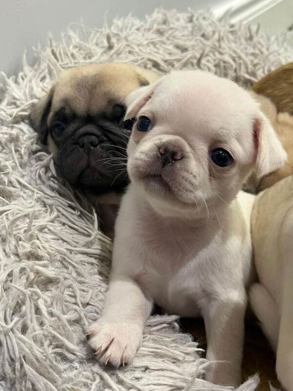 Pug Puppies For Sale
