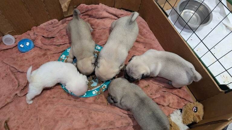 Pug puppies for sale in Dungannon, County Tyrone – 7 weeks old - Image 2 of 3