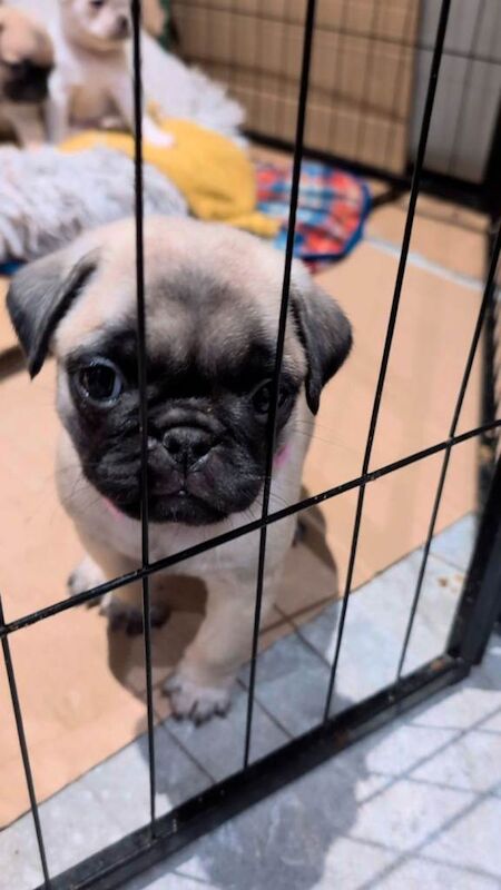 Pug puppies for sale in Dungannon, County Tyrone – 7 weeks old - Image 3 of 3