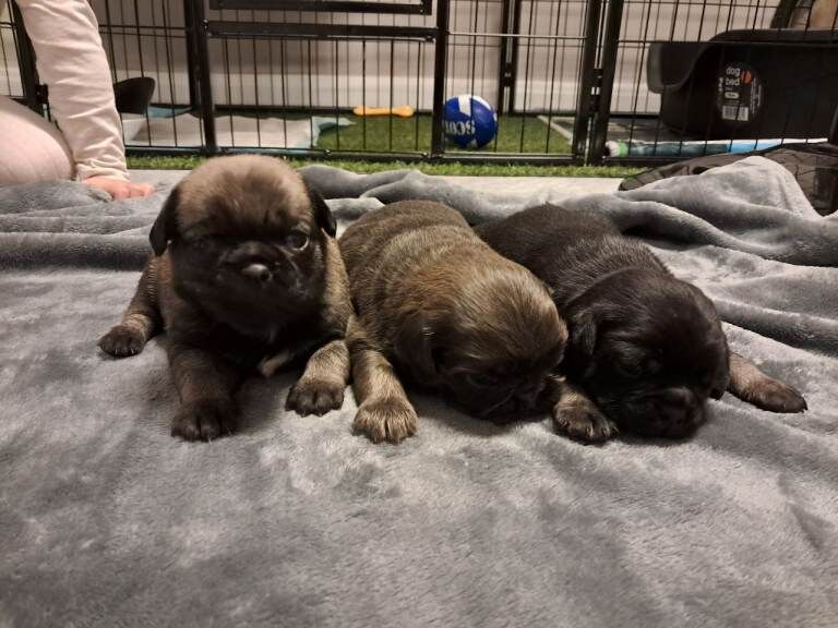 Pug puppies for sale in Armagh, County Armagh – 5 weeks old