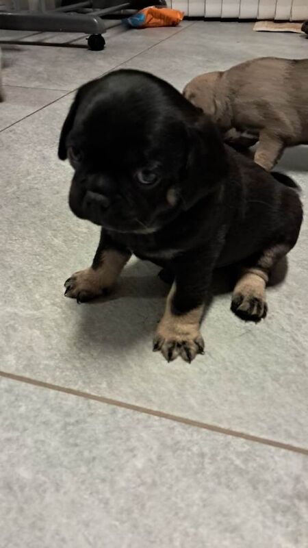 Pug puppies for sale in Armagh, County Armagh – 5 weeks old - Image 2 of 5