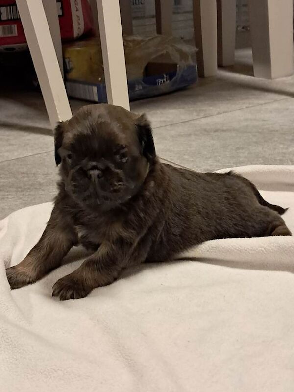 Pug puppies for sale in Armagh, County Armagh – 5 weeks old - Image 3 of 5
