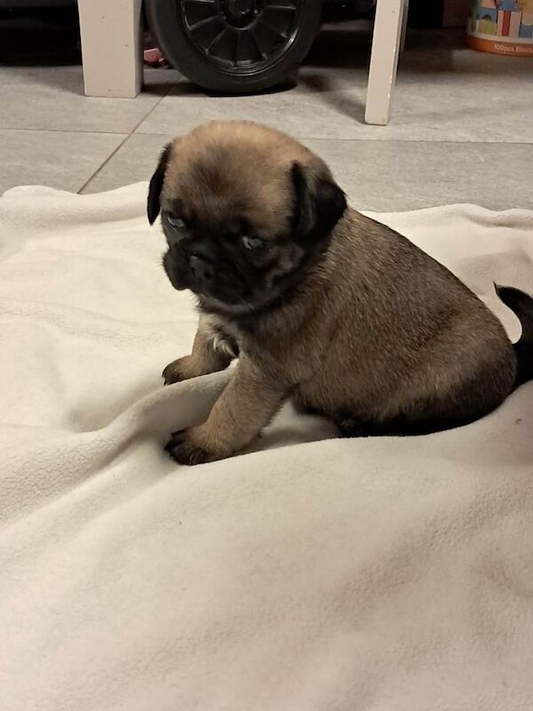 Pug puppies for sale in Armagh, County Armagh – 5 weeks old - Image 4 of 5