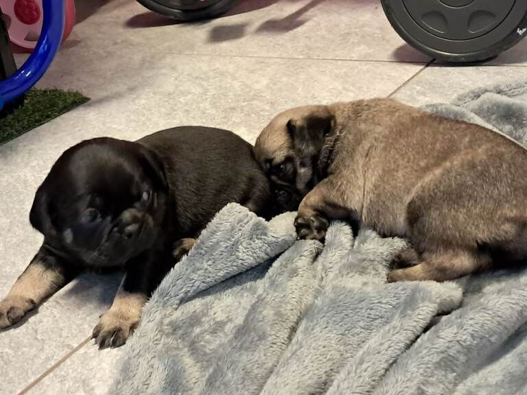 Pug puppies for sale in Armagh, County Armagh – 5 weeks old - Image 5 of 5