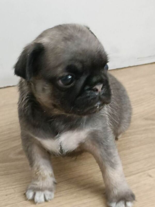 Pug puppies for sale in Newtownabbey, County Antrim – 6 weeks old
