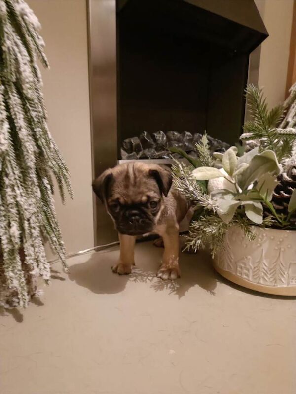 Pug puppies for sale in Newtownabbey, County Antrim – 6 weeks old - Image 2 of 4