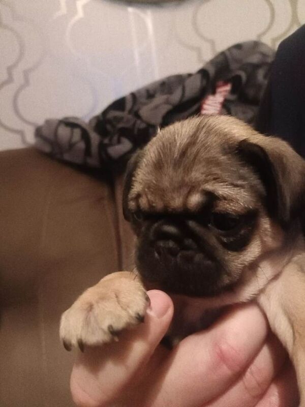 Pug puppies for sale in Newtownabbey, County Antrim – 6 weeks old - Image 3 of 4