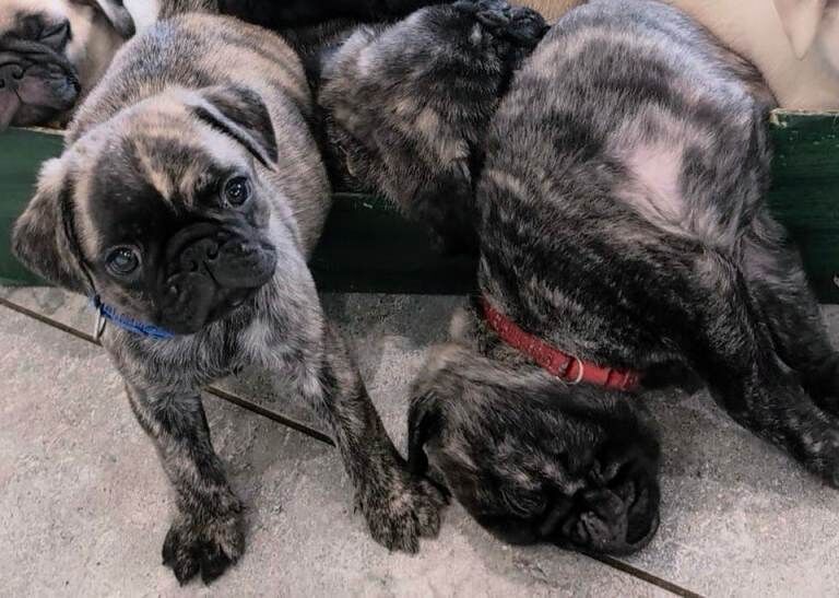 Pug puppies for sale in Dungannon, County Tyrone – 3 months old - Image 2 of 6