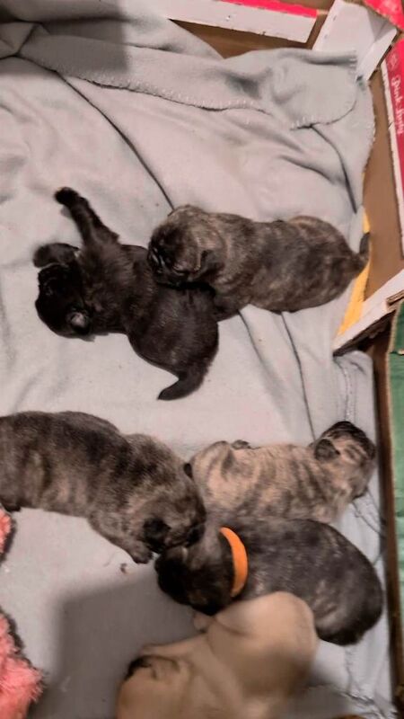 Pug puppies for sale in Dungannon, County Tyrone – 3 months old - Image 3 of 6