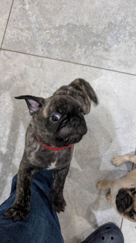 Pug puppies for sale in Dungannon, County Tyrone – 3 months old - Image 5 of 6