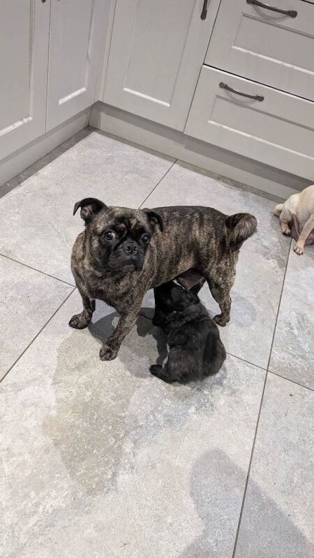 Pug puppies for sale in Dungannon, County Tyrone – 3 months old - Image 6 of 6