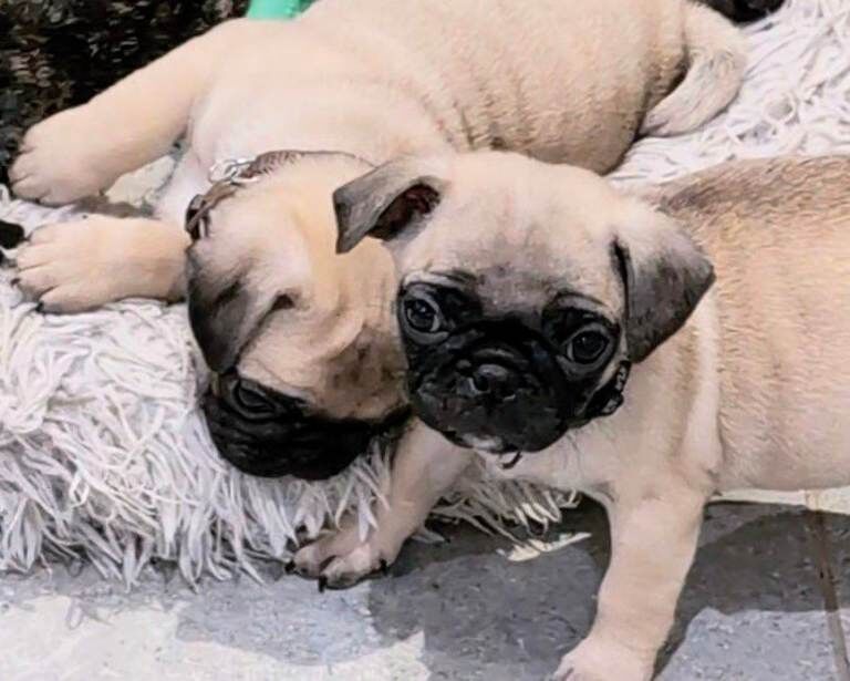 Pug puppies for sale in Dungannon, County Tyrone – 8 weeks old