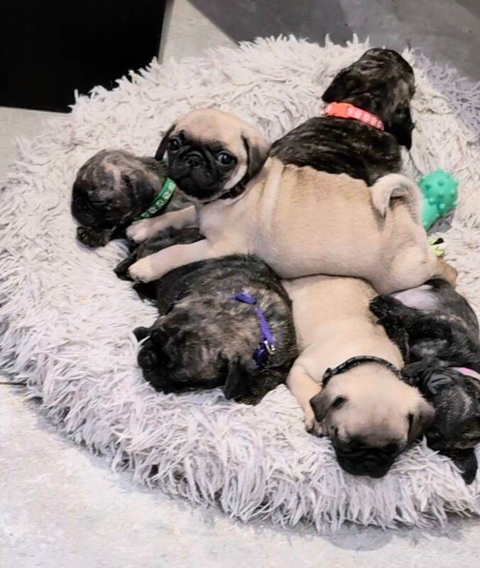 Pug puppies for sale in Dungannon, County Tyrone – 8 weeks old - Image 2 of 6