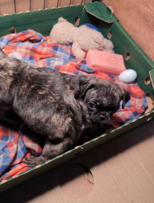 Pug puppies for sale in Dungannon, County Tyrone – 8 weeks old - Image 3 of 6
