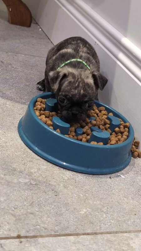 Pug puppies for sale in Dungannon, County Tyrone – 8 weeks old - Image 5 of 6