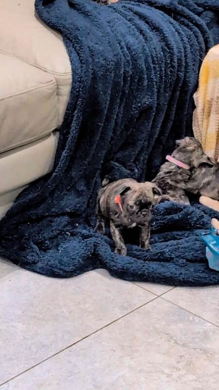 Pug puppies for sale in Dungannon, County Tyrone – 8 weeks old - Image 6 of 6