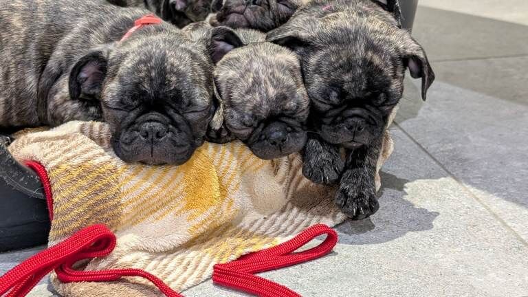 Pug Puppies For Sale