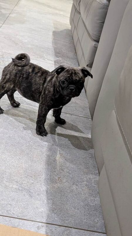 Pug puppies for sale in Dungannon, County Tyrone – 11 weeks old - Image 2 of 6