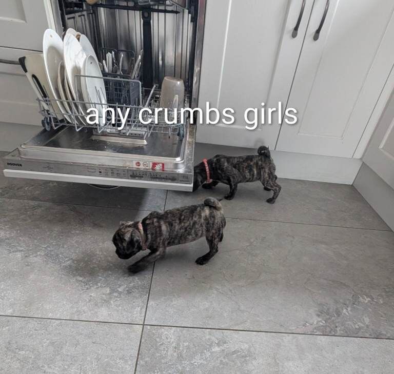 Pug puppies for sale in Dungannon, County Tyrone – 11 weeks old - Image 3 of 6