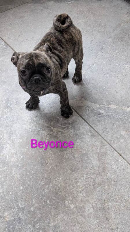 Pug puppies for sale in Dungannon, County Tyrone – 11 weeks old - Image 4 of 6