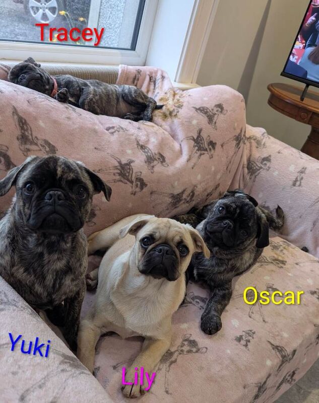 Pug Puppies For Sale