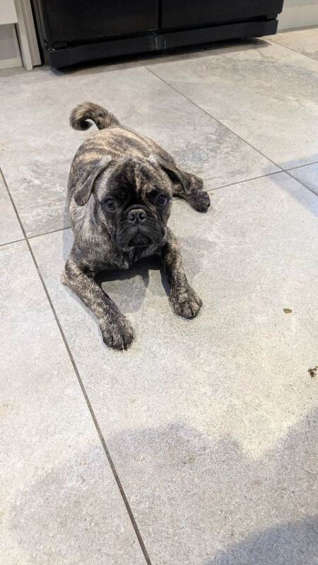 Pug puppies - Image 2 of 3
