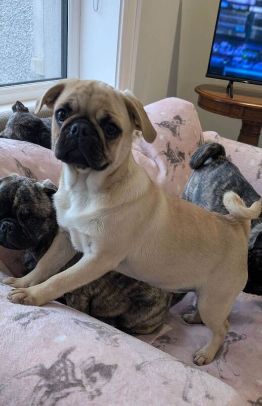 Pug puppies - Image 3 of 3