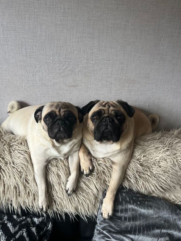 Pug Puppies For Sale