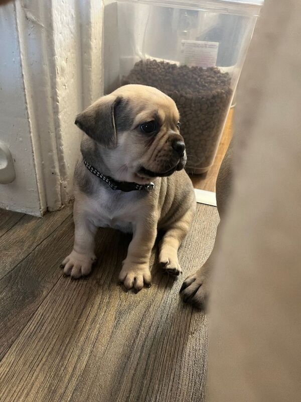 Pug puppies - Image 2 of 4