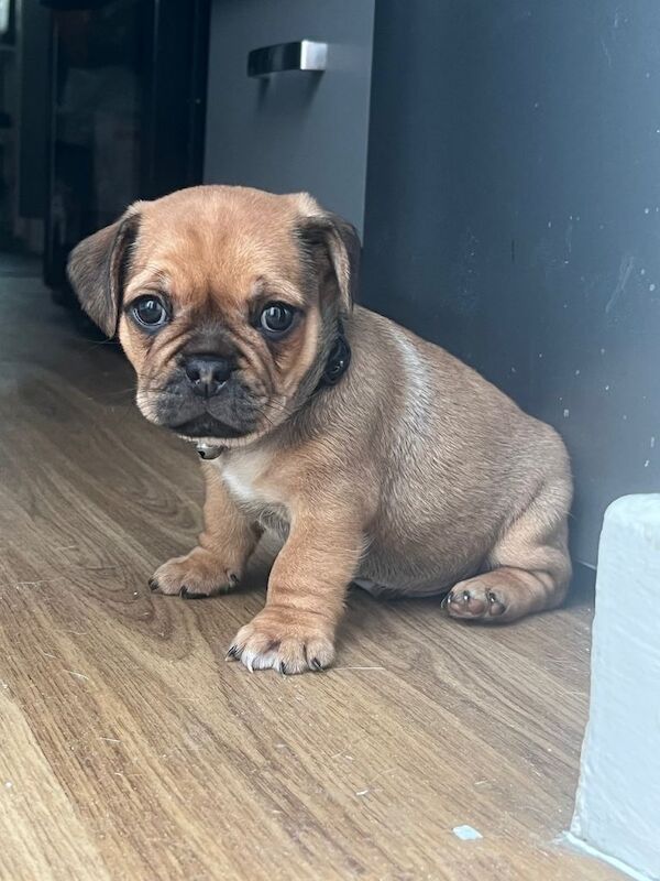 Pug puppies - Image 3 of 4