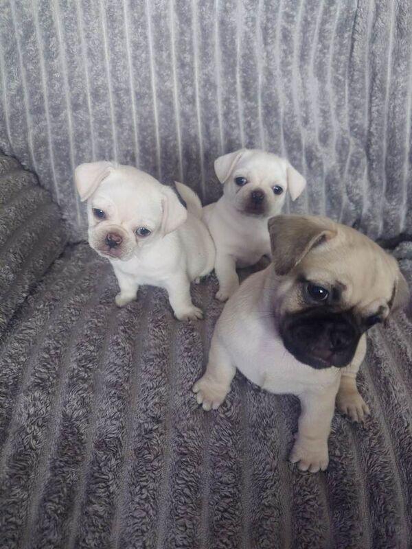 Pug puppies