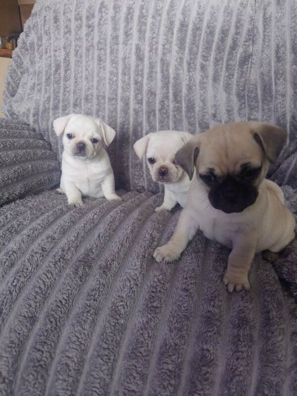 Pug puppies - Image 2 of 5