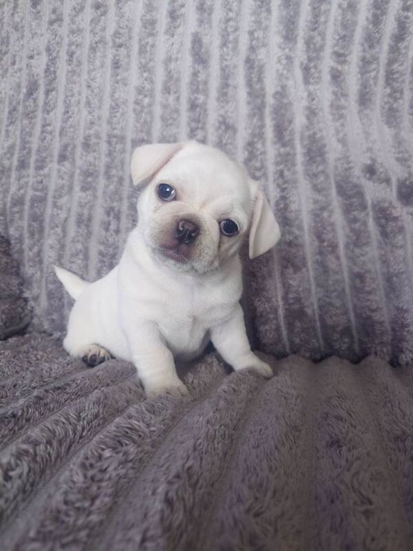 Pug puppies - Image 3 of 5