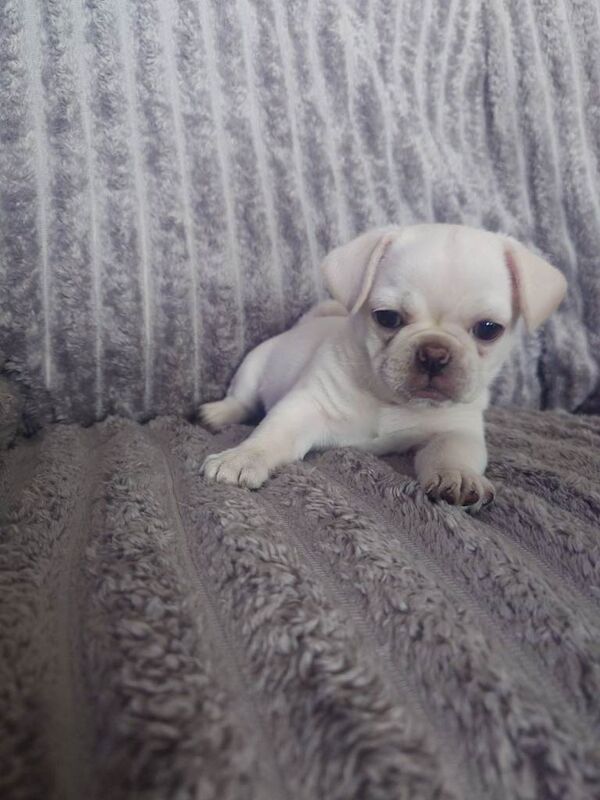 Pug puppies - Image 4 of 5