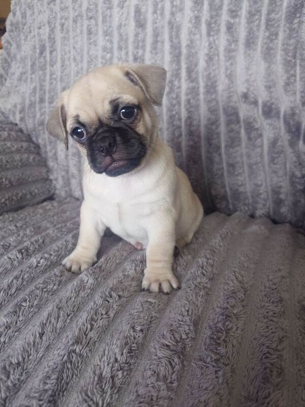 Pug puppies - Image 5 of 5
