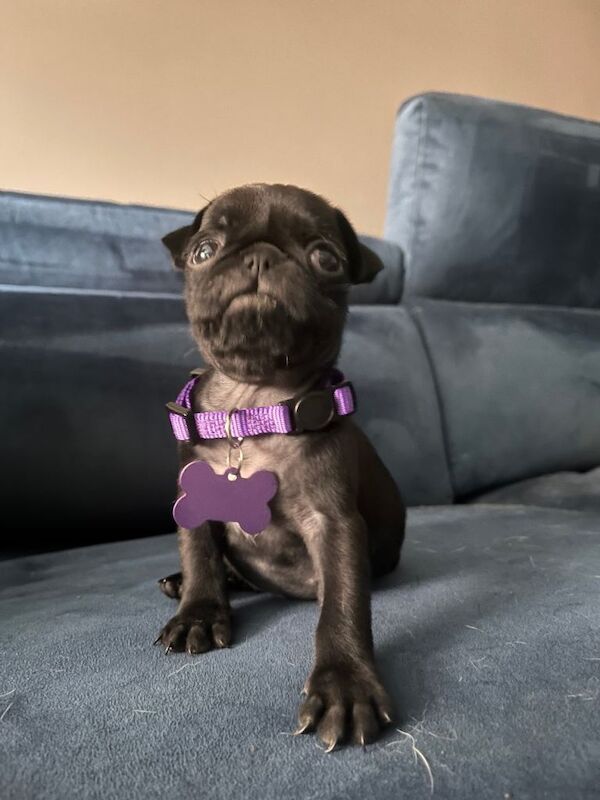 Pug puppies