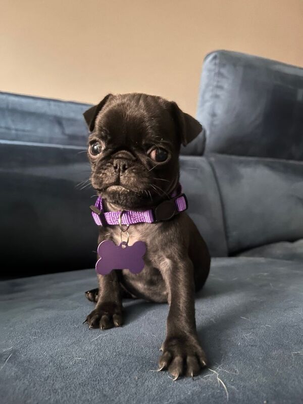 Pug puppies - Image 2 of 4