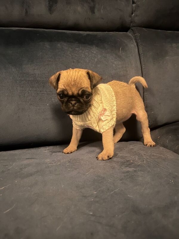 Pug puppies - Image 3 of 4