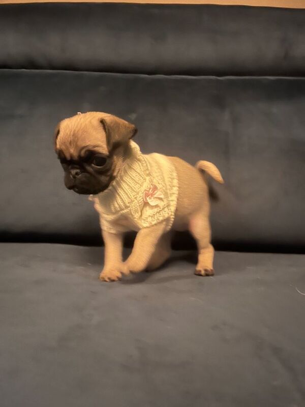 Pug puppies - Image 4 of 4